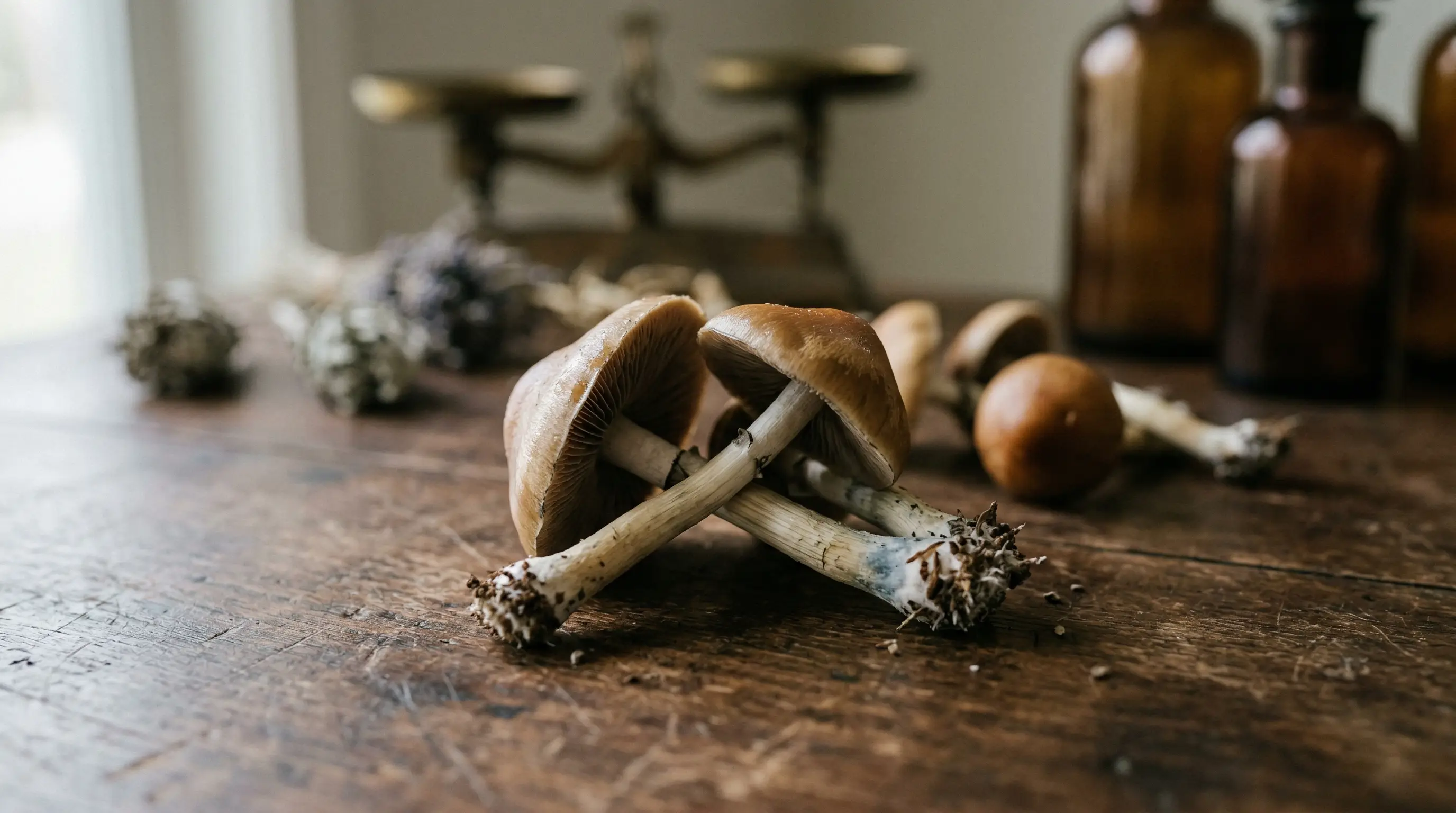 Psilocybe Fantasia Fresh